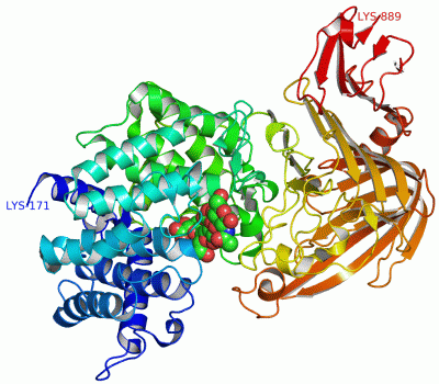 Image Asym./Biol. Unit - manually