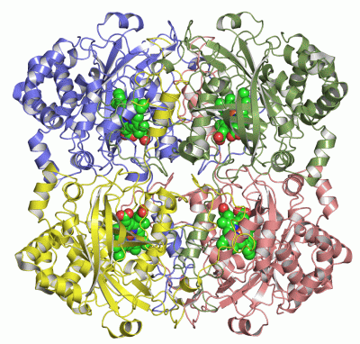 Image Asym./Biol. Unit - manually