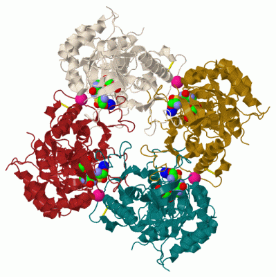 Image Biol.Unit 1 - manually