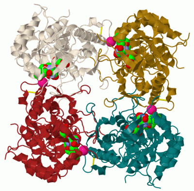 Image Biol.Unit 1 - manually