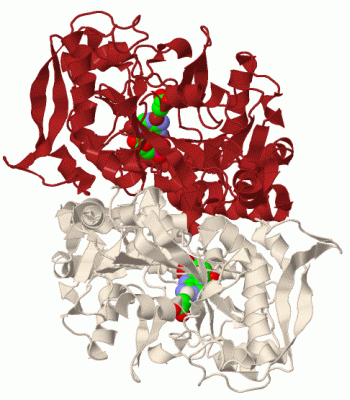 Image Biol.Unit 1 - manually