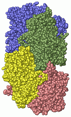 Image Asym./Biol. Unit - manually