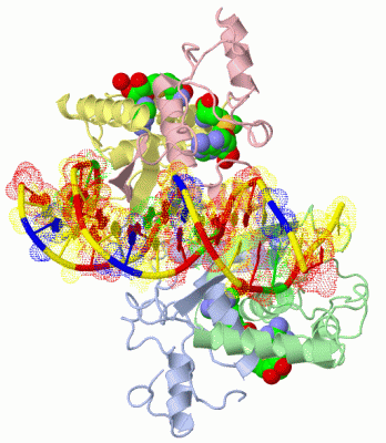 Image Biol.Unit 1 - manually