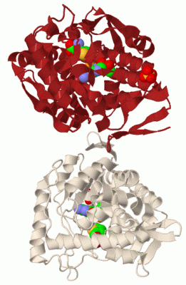 Image Biol.Unit 1 - manually