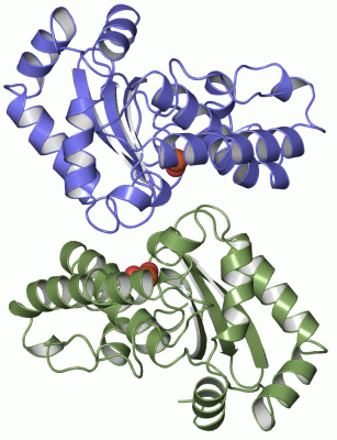 Image Asym./Biol. Unit - manually