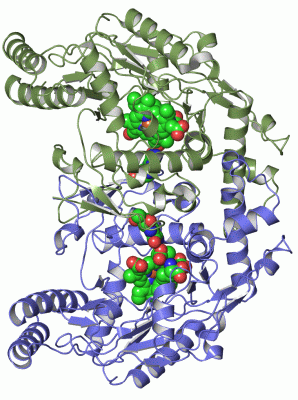 Image Asym./Biol. Unit - manually