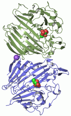 Image Asym./Biol. Unit - manually