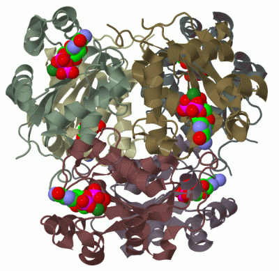 Image Biol.Unit 1 - manually