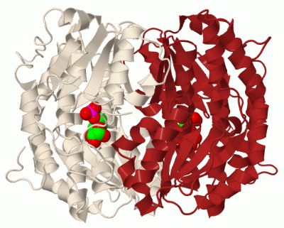 Image Biol.Unit 1 - manually