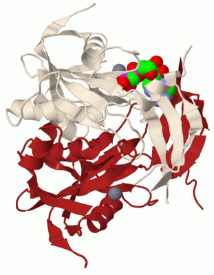 Image Biol.Unit 1 - manually