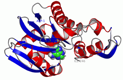 Image Asym./Biol. Unit - manually