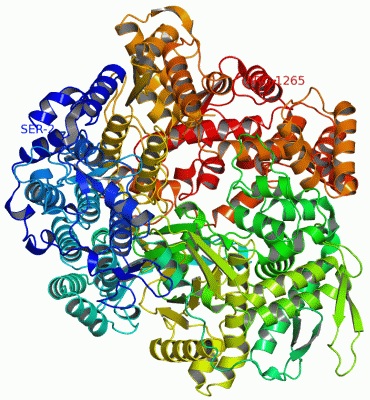 Image Asym./Biol. Unit - manually