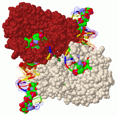 Image Biol.Unit 1 - manually