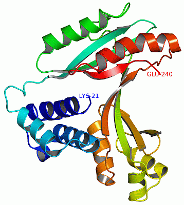 Image Asym./Biol. Unit - manually