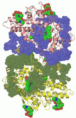 Image Asym./Biol. Unit - manually