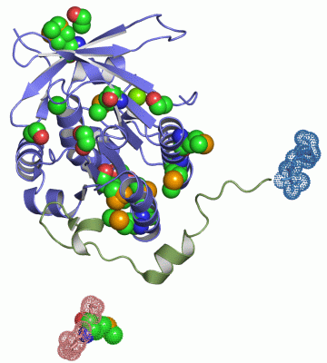 Image Asym./Biol. Unit - manually