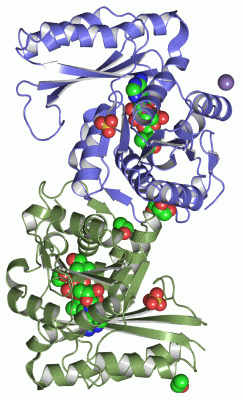 Image Asym./Biol. Unit - manually