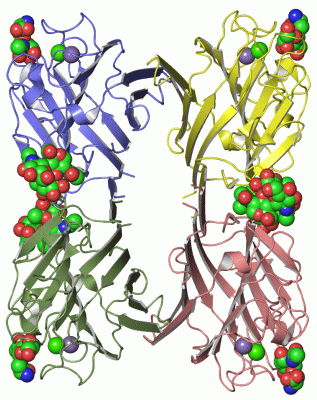 Image Asym./Biol. Unit - manually