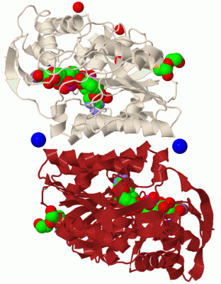 Image Biol.Unit 1 - manually