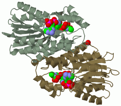 Image Biol.Unit 1 - manually