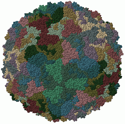 Image Biol.Unit 1 - manually