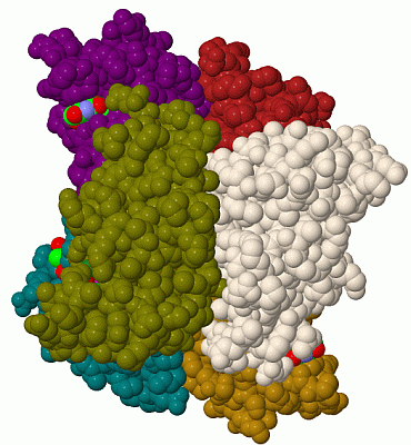 Image Biol.Unit 1 - manually