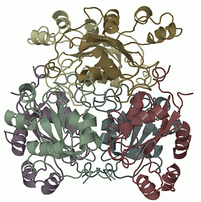 Image Biol.Unit 1 - manually