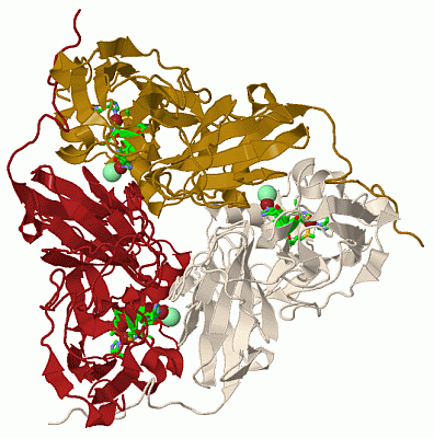 Image Biol.Unit 1 - manually