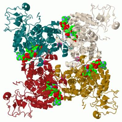 Image Biol.Unit 1 - manually