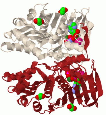 Image Biol.Unit 1 - manually