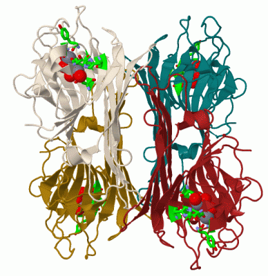 Image Biol.Unit 1 - manually