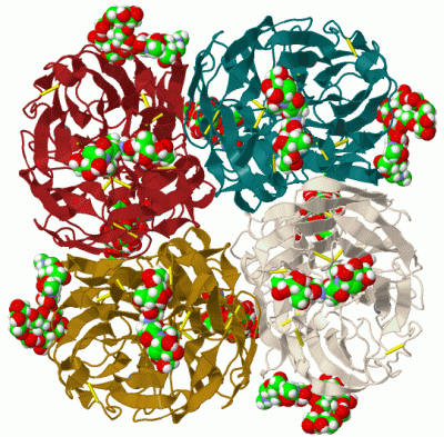 Image Biol.Unit 1 - manually