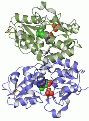 Image Asym./Biol. Unit - manually