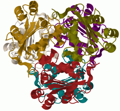 Image Biol.Unit 1 - manually