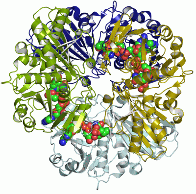 Image Asym./Biol. Unit - manually