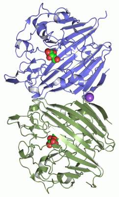 Image Asym./Biol. Unit - manually