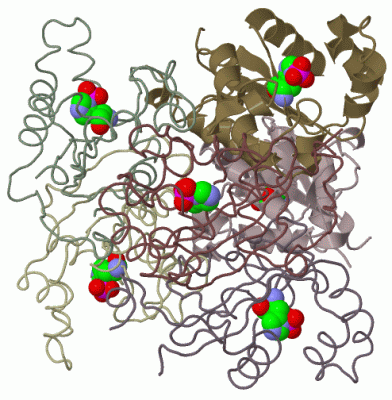 Image Biol.Unit 1 - manually