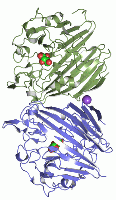 Image Asym./Biol. Unit - manually