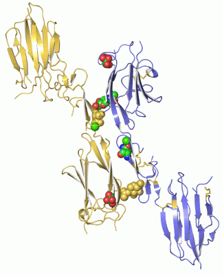 Image Asym./Biol. Unit - manually