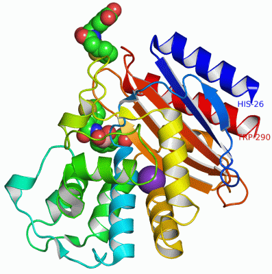 Image Asym./Biol. Unit - manually