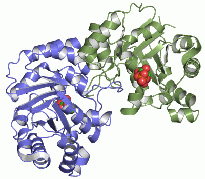 Image Asym./Biol. Unit - manually