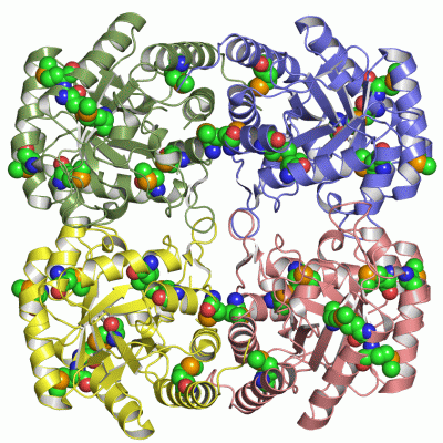 Image Asym./Biol. Unit - manually