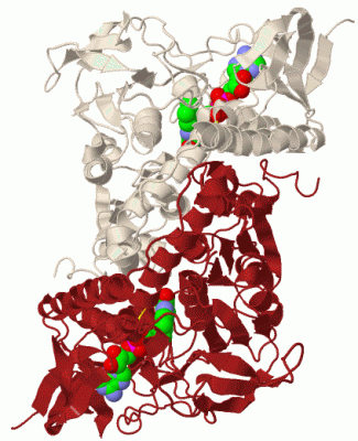 Image Biol.Unit 1 - manually