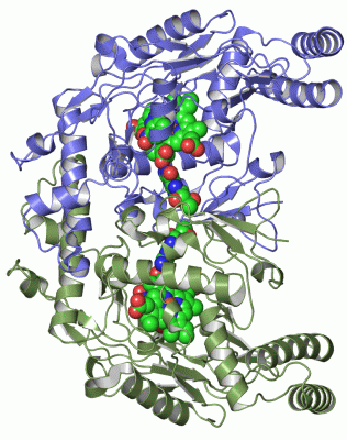 Image Asym./Biol. Unit - manually