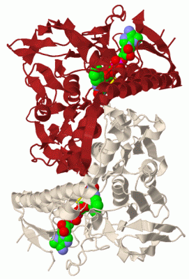 Image Biol.Unit 1 - manually