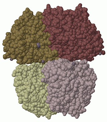 Image Biol.Unit 1 - manually