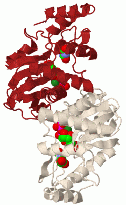 Image Biol.Unit 1 - manually