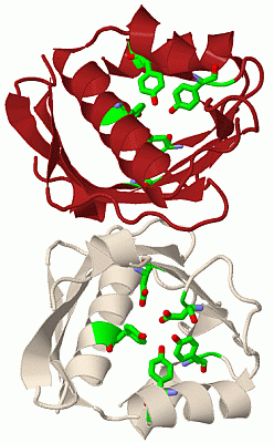 Image Biol.Unit 1 - manually