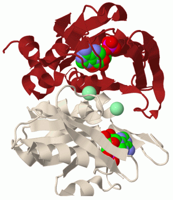 Image Biol.Unit 1 - manually