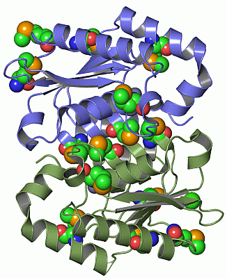 Image Asym./Biol. Unit - manually